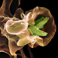 Macrophage engulfing TB bacteria, SEM. © Science Photo Library
