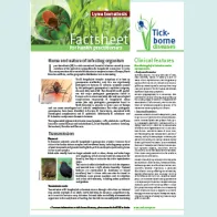Cover of factsheet about Lyme borreliosis for healthcare professionals