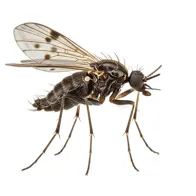 culicoides midge