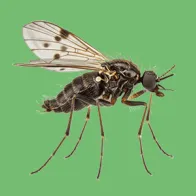 culicoides midge