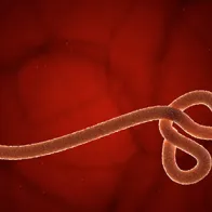 Image showing Ebola virus