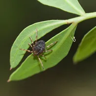 hyalomma marginatum