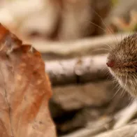 Picture of rodent