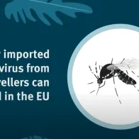 Video on how dengue can spread in the EU