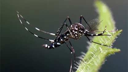Aedes albopictus male. © ECDC/Francis Schaffner