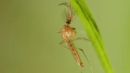 Culex Pipiens male. © ECDC/Guy Hendrickx