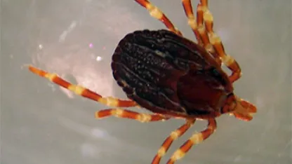 Hyalomma marginatum. Credit: Adam Cuerden