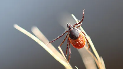 Ixodes Ricinus female. © ECDC/Guy Hendrickx