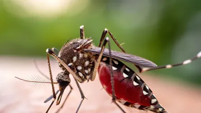 chikungunya
