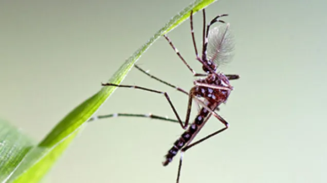 Aedes aegypti male. © ECDC/Francis Schaffner