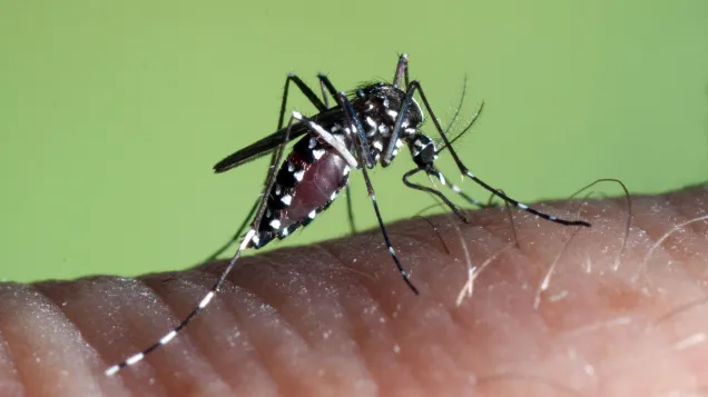 Aedes albopictus female. © ECDC/Francis Schaffner