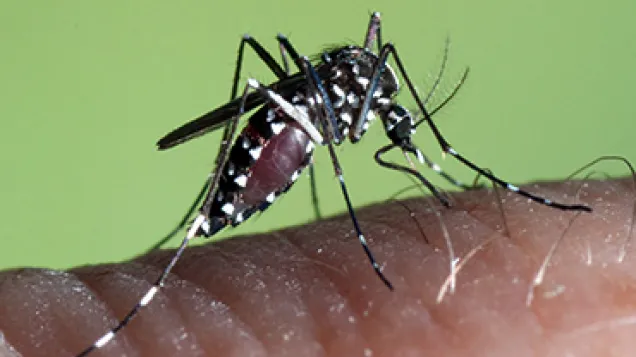 Aedes albopictus female. © ECDC/Francis Schaffner