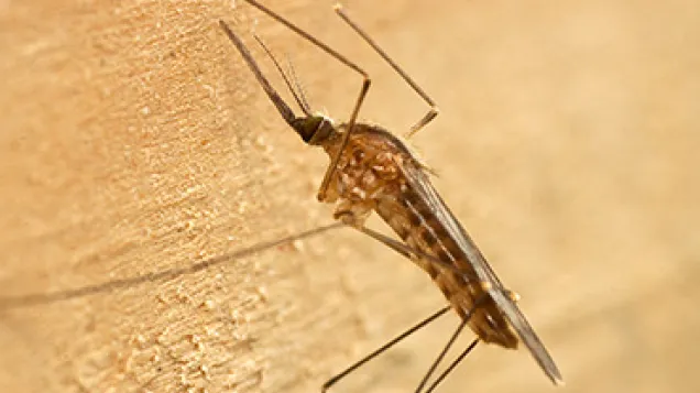 Anopheles maculipennis s.l. Female. © ECDC/Francis Schaffner
