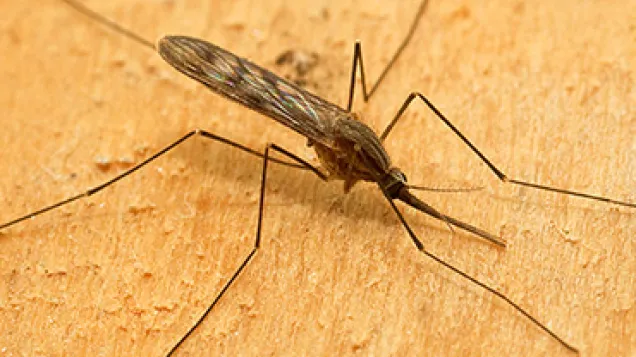 Anopheles maculipennis s.l. Female. © ECDC/Francis Schaffner
