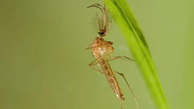Culex Pipiens male. © ECDC/Guy Hendrickx
