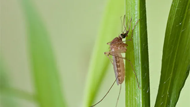 Culex Pipiens female. © ECDC/Guy Hendrickx