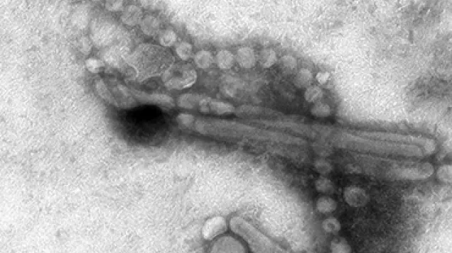 Influenza A (H7N9) virus. Credit: CDC/Cynthia S. Goldsmith and Thomas Rowe