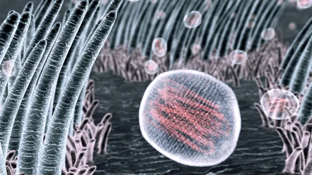 Flu viruses in the throat, artwork. © Science Photo Library