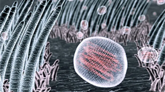 Flu viruses in the throat, artwork. © Science Photo Library