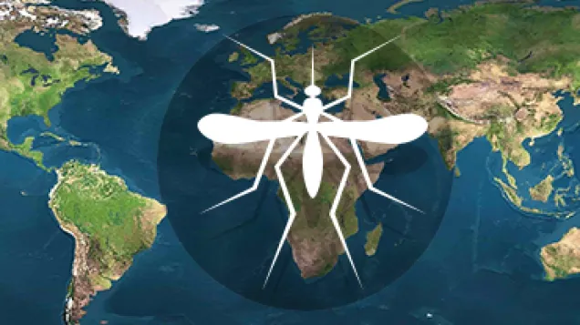 Map mosquito
