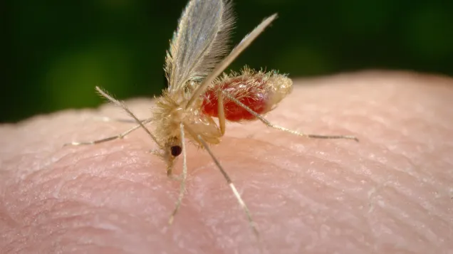 Phlebotomus papatasi sandfly. Credit: CDC/ Frank Collins