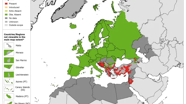 Phlebotomus tobbi - current known distribution: October 2020