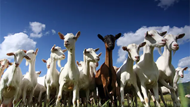 Goats. © Istock