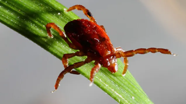 Rhipicephalus sanguineus female. © ECDC/ Guy Hendrickx