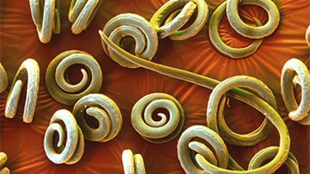 Colour SEM of Trichinella spiralis roundworms. © Science Photo Library