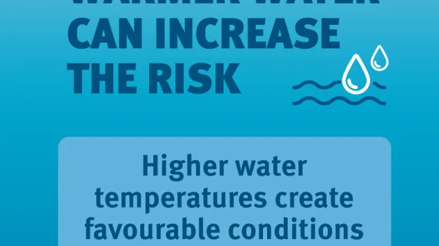 Warmer water can increase the risk