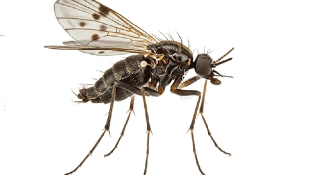culicoides midge