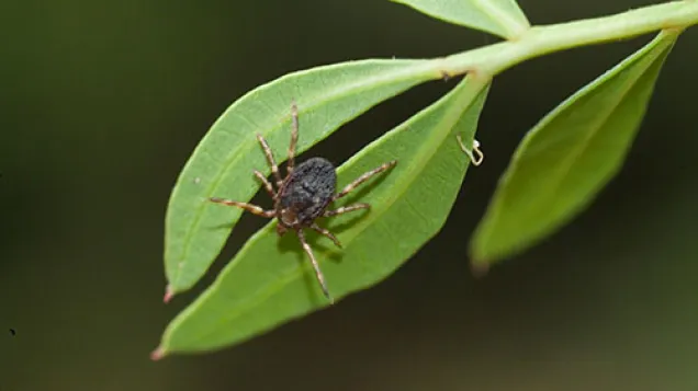 hyalomma marginatum