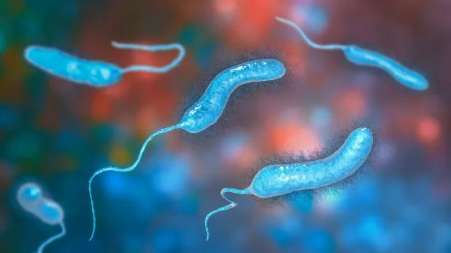 Vibriosis