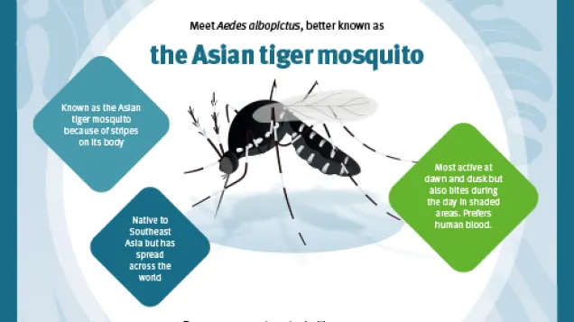 Infographic on the risk of imported mosquito-borne diseases spreading in Europe.