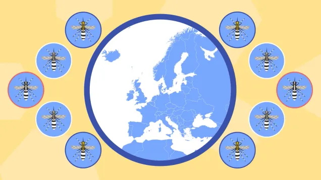 Invasive mosquito species video screenshot