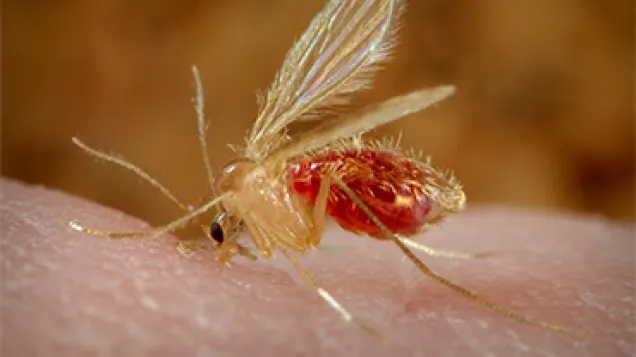 Phlebotomus papatasi sandfly. Credit: CDC/ Frank Collins