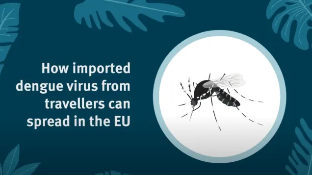 Video on how dengue can spread in the EU