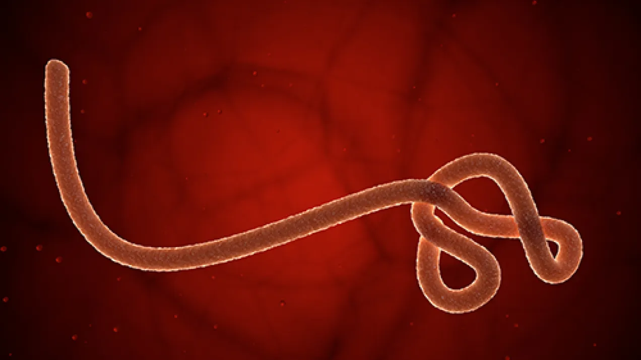 Ebola: rischio molto basso per l’Europa, ma resta alta l’attenzione