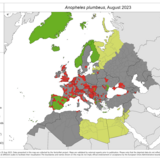 Anopheles plumbeus - current known distribution: August 2023