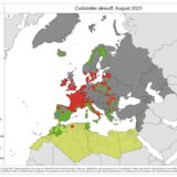 Culicoides dewulfi - current known distribution: August 2023