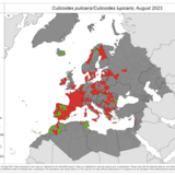 Culicoides pulicaris/lupicaris - current known distribution: August 2023