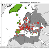 Aedes vexans s.l. - current known distribution: September 2021