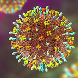 Nipah virus disease 