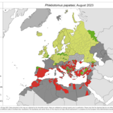 Phlebotomus papatasi - current known distribution: August 2023