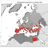 Rhipicephalus sanguineus - current known distribution: October 2020