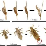 Developmental cycle of the human head louse