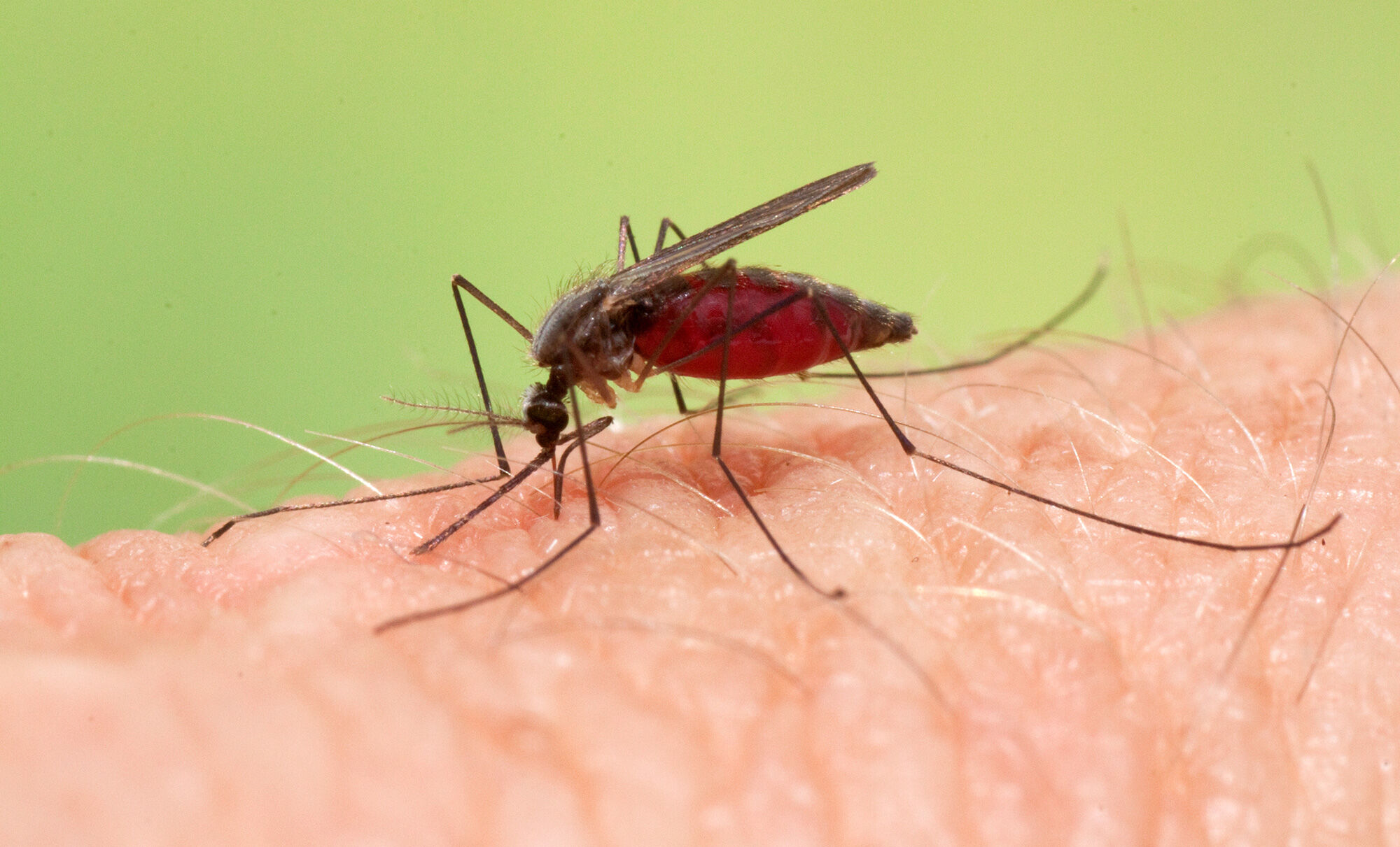 Малярия в домашних условиях