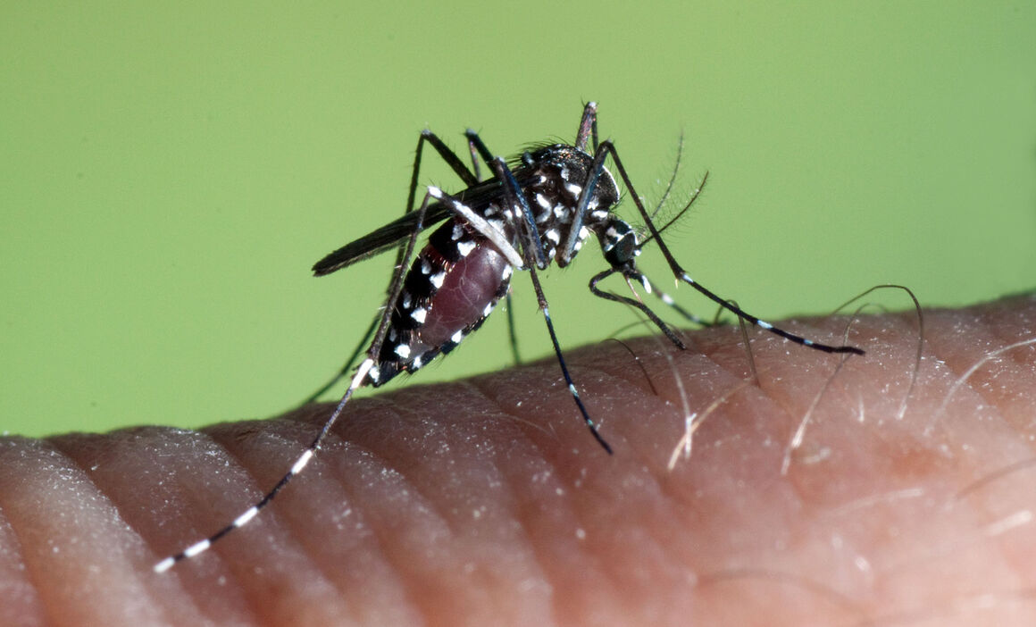 Aedes albopictus মশা