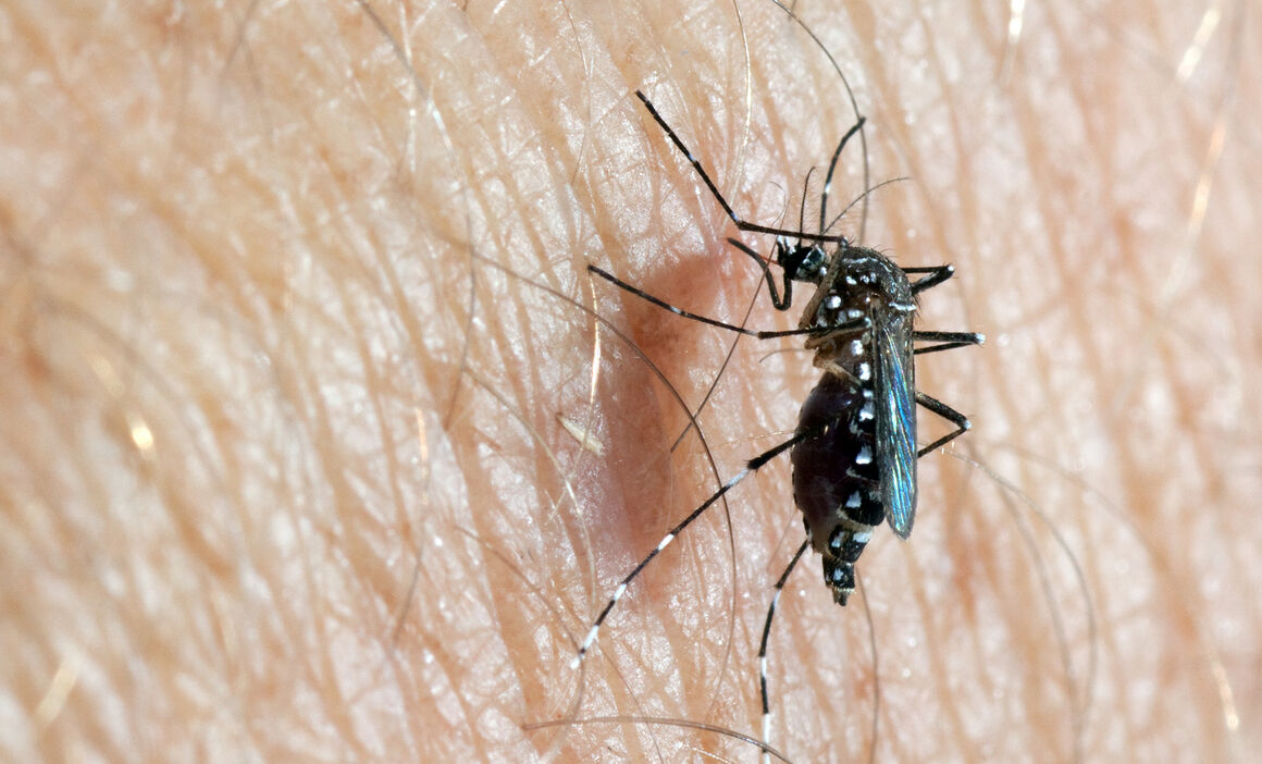 The Case for Greater Focus on Mosquitoes and Other Arthropod Vectors in  Epidemiology