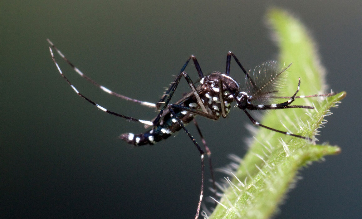 Aedes albopictus male. © ECDC/Francis Schaffner